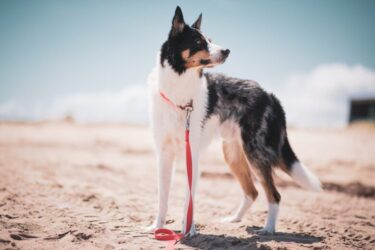 ボーダーコリーを飼う人必見!散歩の時間がストレスに関係するかも?